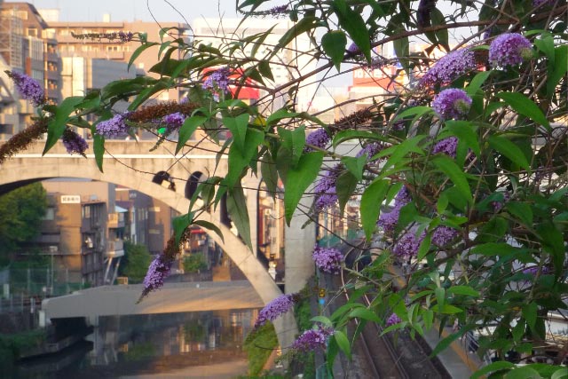 06 25 誕生花 ヘリオトロープ 花とボカロと日常に癒される花癒のブログ