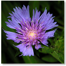 誕生花 花とボカロと日常に癒される花癒のブログ