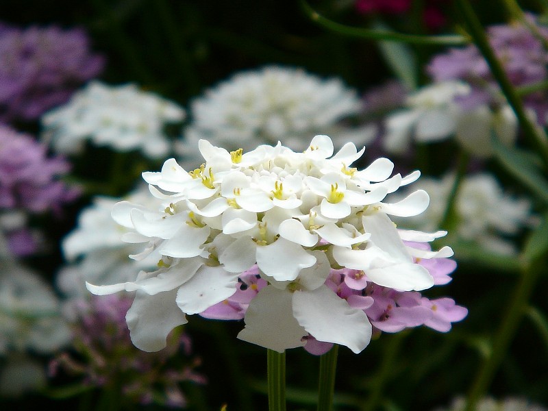 06 28 誕生花 スカビオサ 花とボカロと日常に癒される花癒のブログ