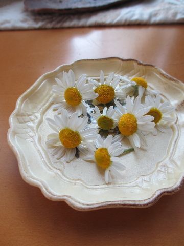 06 16 誕生花 カモミール 花とボカロと日常に癒される花癒のブログ